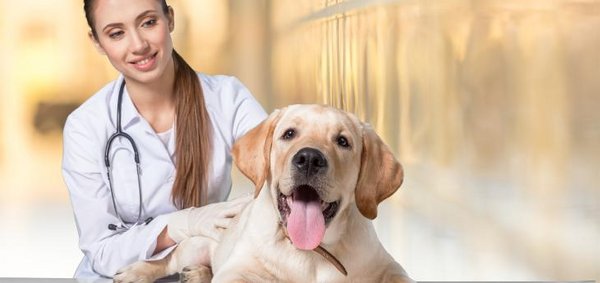 Gebärmuttervereiterung beim Hund