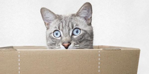 Katze mit blauen Augen im Korb