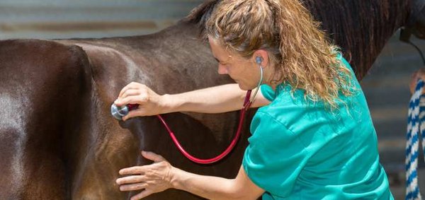 Eine Dämpfigkeit kann unter anderem durch eine klinische Untersuchung diagnostiziert werden.