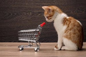 Katze mit einem Einkaufswagen