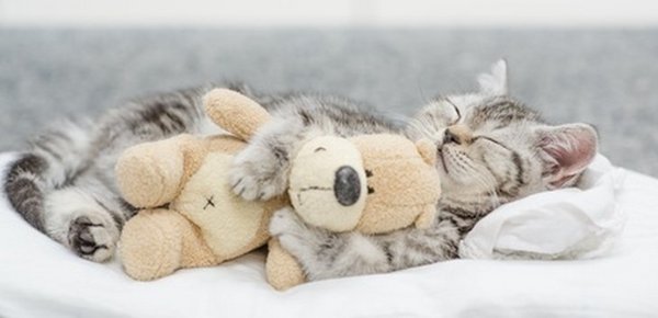 Kleinkatze kuschelt mit einem Kissen