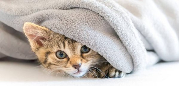 Katzenkrankheit, Fieber, Decke, Katze, Katzenfell