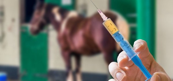 Pferde müssen regelmäßig geimpft werden.