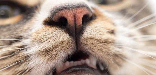 Was bedeutet es, wenn die Nase meiner Katze trocken ist?