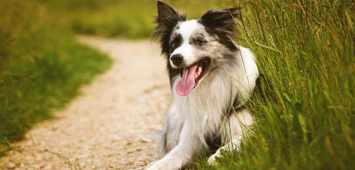 Ehrlichiose beim Hund Tiermedizin Dr. Gumpert