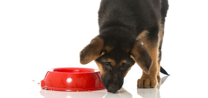 Hund mit Hundenapf Welpe mit Hundenapf