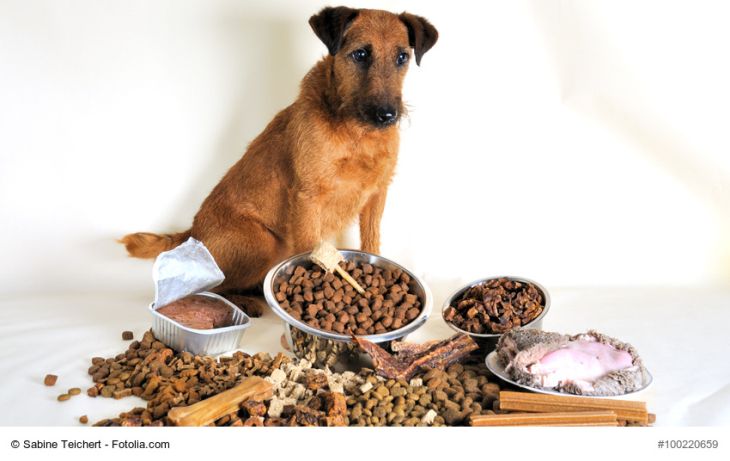 Hundefutter Das Sollten Sie Wissen Tiermedizin Dr Gumpert