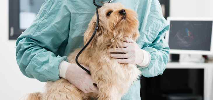 Die Herzschwäche beim Hund Tiermedizin Dr. Gumpert