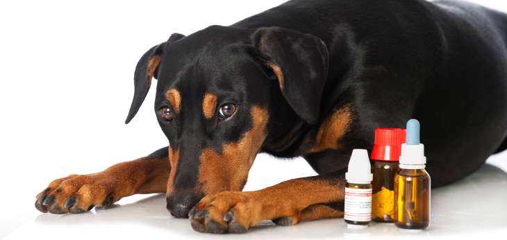 Schmerzmittel für den Hund Tiermedizin Dr. Gumpert