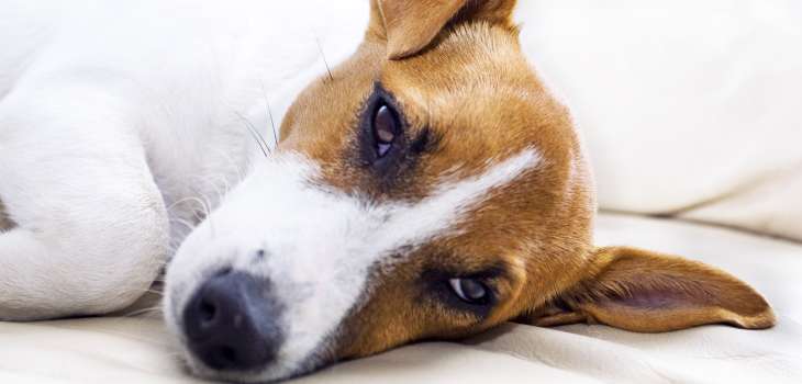 So erkennt man eine Vergiftung beim Hund Tiermedizin Dr. Gumpert