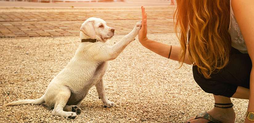 Die Hundeschule Frauchen mit Hund in der Hundeschule