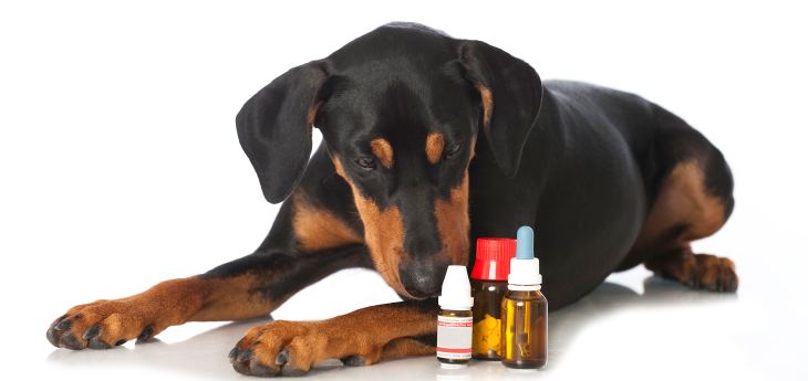 Therapie des CushingSyndroms beim Hund Tiermedizin Dr. Gumpert