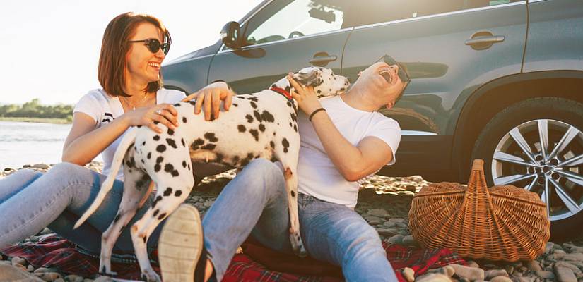 Der Dalmatiner Dalmatiner Familienhund