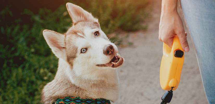 Husky Husky an der Leine