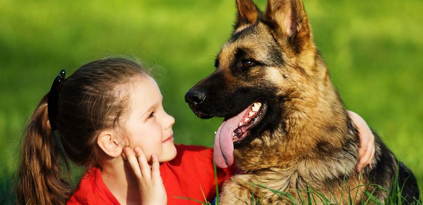 Der Schäferhund Schäferhund spielt mit Mädchen