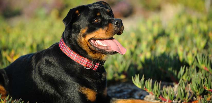 Hundehalsband Mit Strom Tiermedizin Dr Gumpert