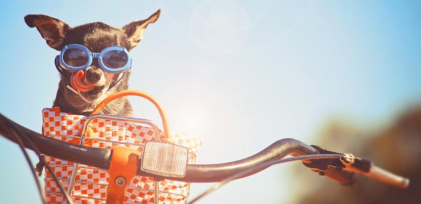 Welcher Hund passt zu mir? welcher Hund ist der richtige für mich?