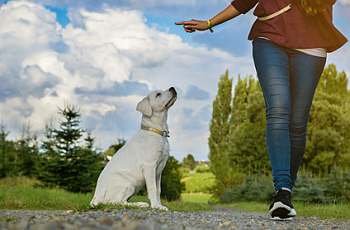 Hund im Alltag Das Leben mit dem Hund