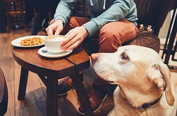 Der Alltag mit einem Hund Alltagssituationen mit dem Hund