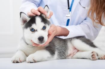 Mein erster Hund Hundewelpe