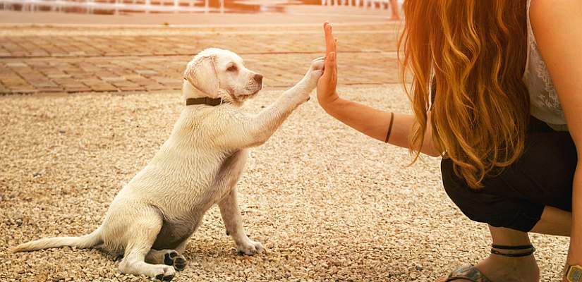 Alles Rund Um Den Hund Tiermedizin Dr Gumpert