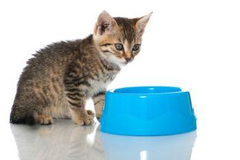 Katze frisst und trinkt nicht Katze und Katzennapf