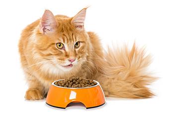 Trockenfutter für die Katze Katze frisst Trockenfutter