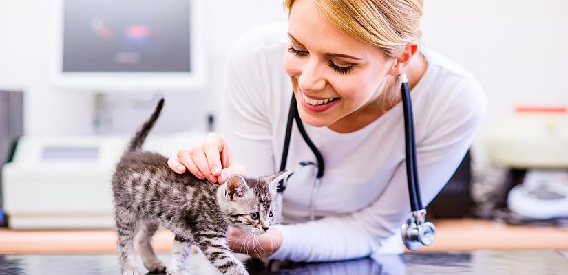 Alles rund um die Gesundheit Ihrer Katze Tierärztin mit Katze