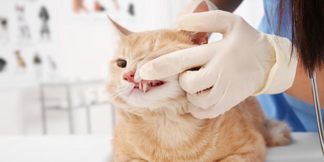 Zahnwechsel einer Katze Katze, Zahn, Tierarzt