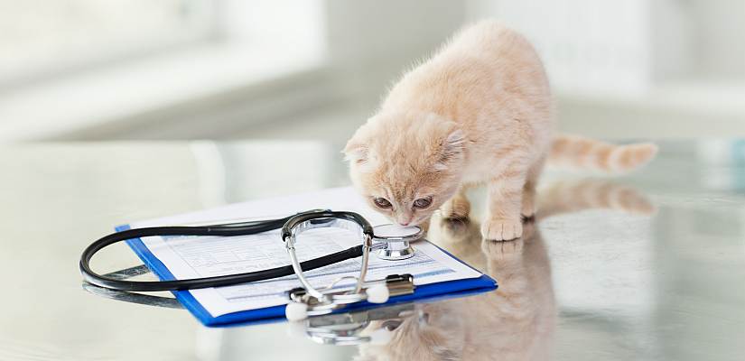 Diabetes Bei Der Katze Tiermedizin Dr Gumpert