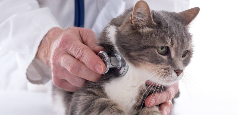 Feline Infektiöse Peritonitis Katze, Stethoskop