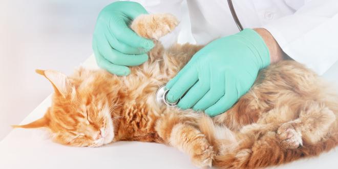 Katzenleukämie Katze beim Tierarzt