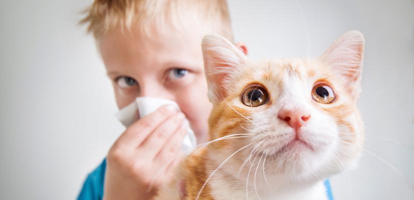 Katze für Allergiker - Welche Katzenrasse ist am besten geeignet