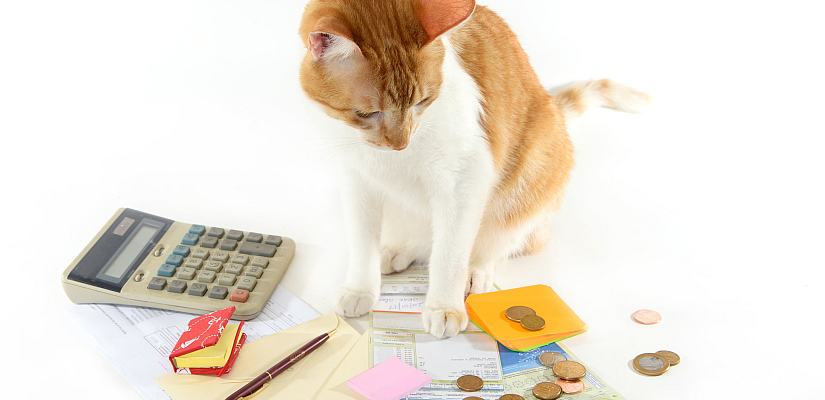 Kosten für eine Katze Kosten für die Katze