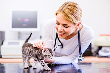 Die Gesundheit Ihrer Katze Katze beim Tierarzt