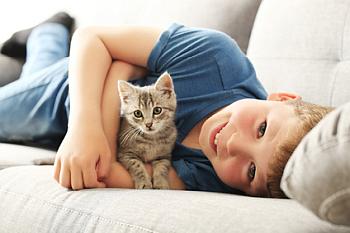 Katze im Haushalt Katze spielt mit Kind