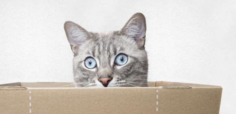 Rund um die Katze Alles rund um die Katze