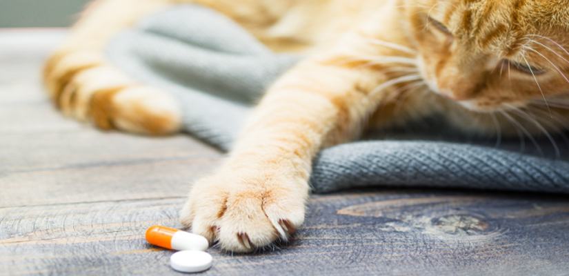 Katzenpocken Katze muss Medikamente nehmen