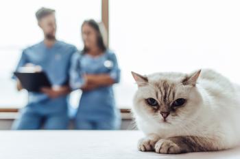 Rund um die Gesundheit der Katze Katze beim Arzt