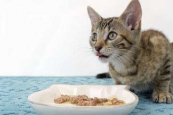 Das Katzenfutter Katzenfutter