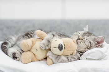 Die erste Katze Katzenwelpe