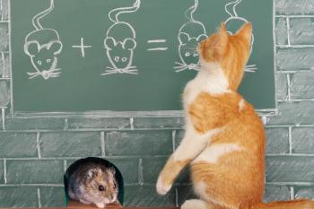 geändertes Verhalten bei Ihrer Katze Katze und Maus