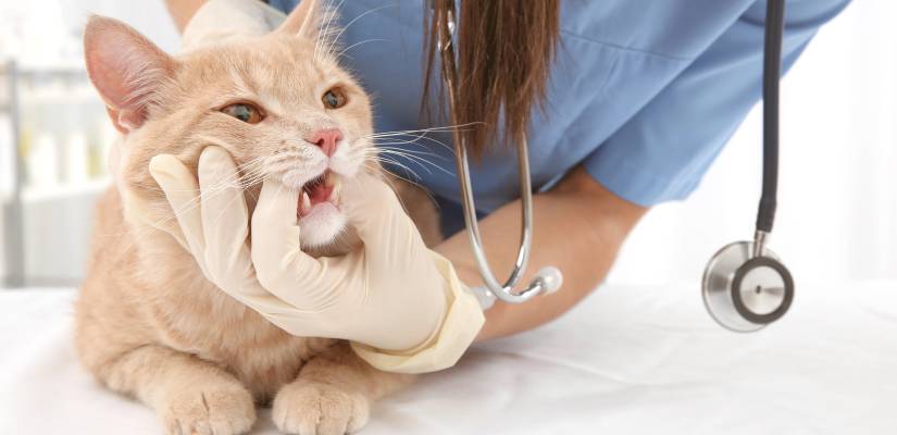 meine katze hat mundgeruch tiermedizin dr gumpert