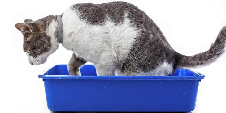 Katzenklo - Das müssen Sie wissen! Katzenklo