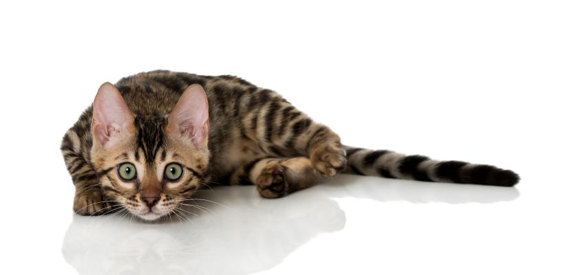 gewichtsverlust bei meiner katze tiermedizin dr gumpert